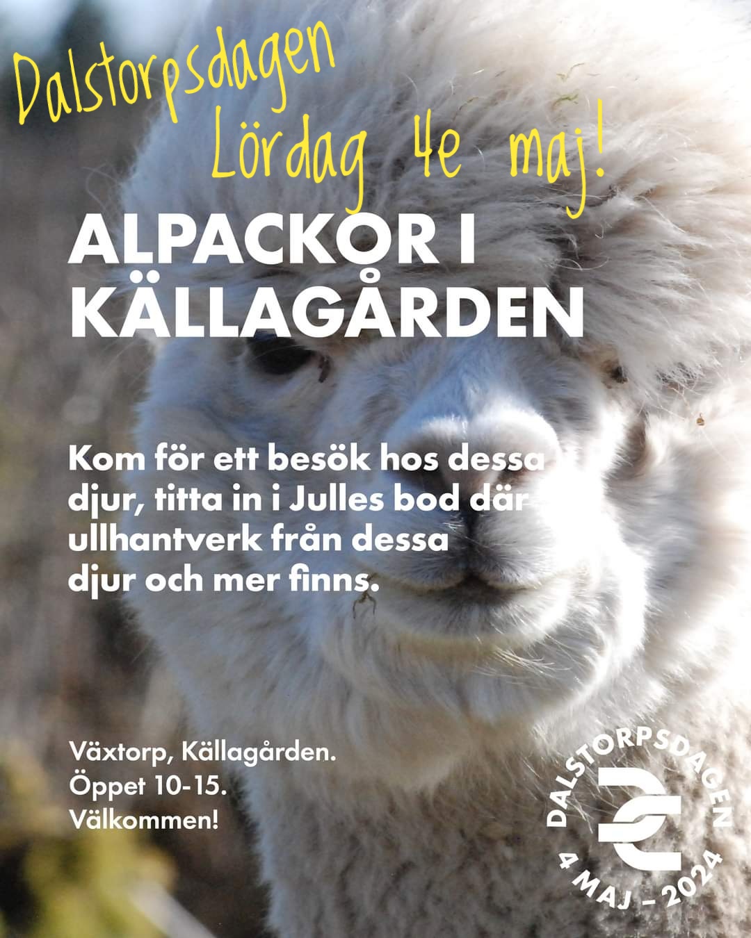 Välkomna att träffa våra alpackor!